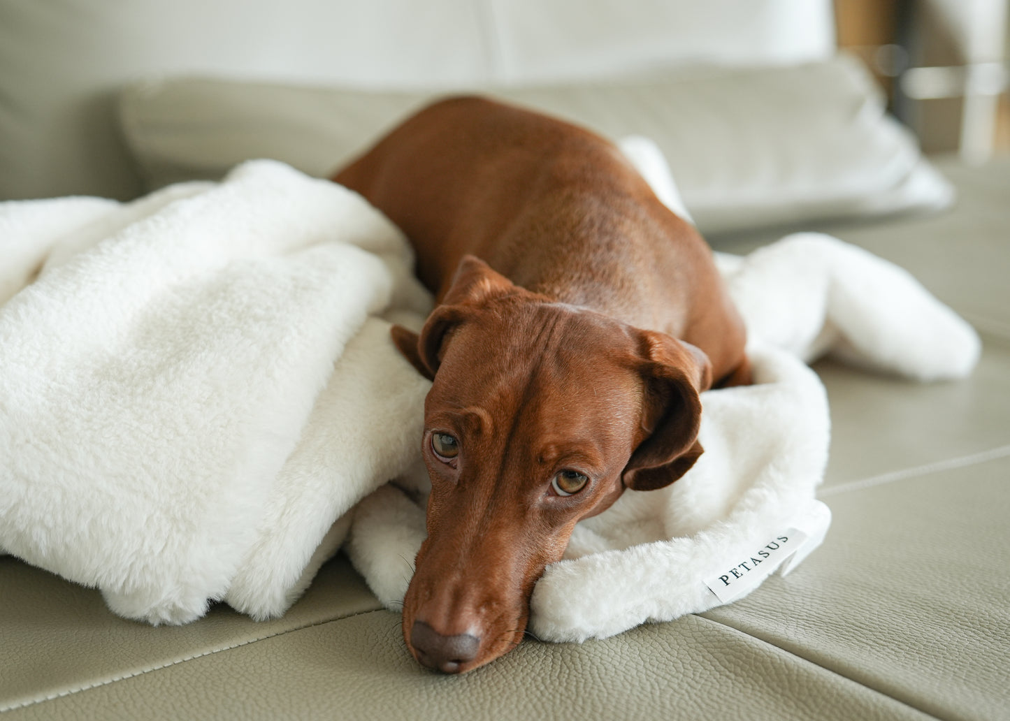 Ivory Bunny Fur Throw